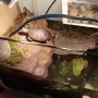 אי בולט מגנטי לצבים עם פלטפורמת גידול צפה קטנה